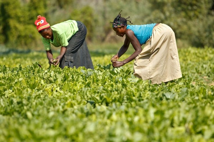 Modern combine harvester in wheat field