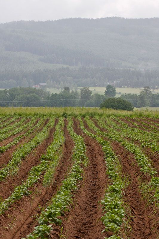 Lush green agricultural landscape with farmer working in rice fields